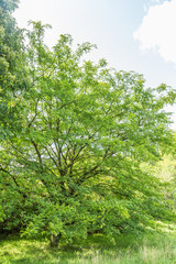 Solitaire Honey locust, Gleditsia caspia, in park landscape