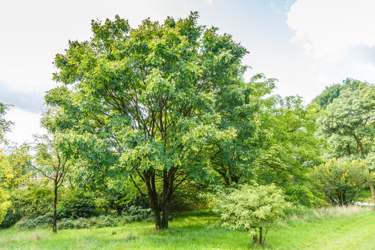 Solitaire  multi-trunk Amur tree, maackia amurensis, in park landscape