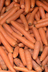 有機栽培の人参　cultivated carrot