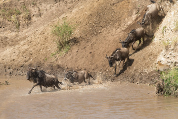 Wildebeest migration. The herd of migrating antelopes goes on dusty savanna. The wildebeests, also called gnus or wildebai, are a genus of antelopes, Connochaetes.