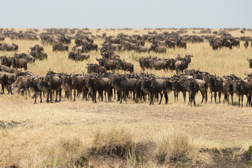 Fototapeta na wymiar Wildebeest migration. The herd of migrating antelopes goes on dusty savanna. The wildebeests, also called gnus or wildebai, are a genus of antelopes, Connochaetes.