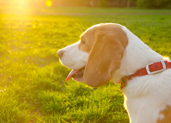 Naklejka na ściany i meble Blurred silhouette of a beagle puppy in the golden rays of sun light at the sunset (selective focus on the puppy tongue)