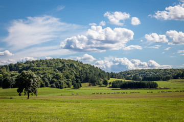 Un paysage de campagne dans le jura avec arbre, forêt, prés et des vaches en file indienne