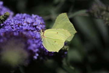 Zwei Zitronenfalter (Gonepteryx rhamni) sitzen auf Schmetterlingsflieder
