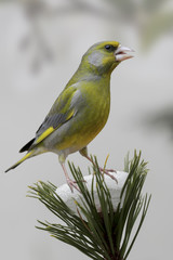 Grünfink (Chloris chloris) sitzt auf Kiefer im Winter