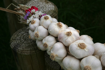 garlic plait