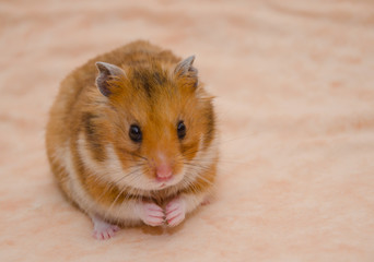 Funny Syrian hamster with food in its cheek pouches (on a light beige background), selective focus on the hamster eyes