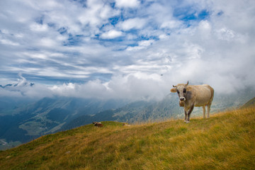 Fototapeta na wymiar Cows grazing in the Bergamo mountains in italy