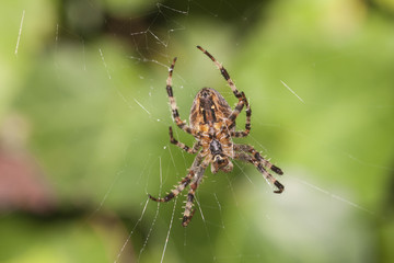 Kreuzspinne im Netz