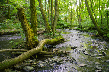 Fluss in einem Urwald aus Laubbäumen, Westerwald, Brexbachtal