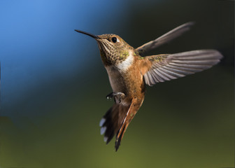 Rufous Hummingbird (Selasphorus rufus) in Flight