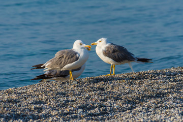 Group of seagulls at the beach.