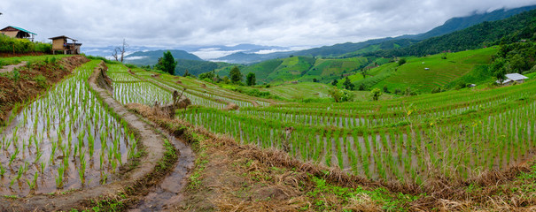 Fototapeta premium Rice fields on terraced of Mae Cham,Chiang Mai, Thailand. Thailand landscapes.