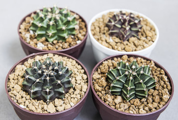 Gymnocalycium cactus in pots