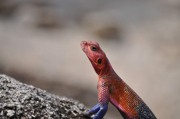 The Mwanza flat-headed rock agama.