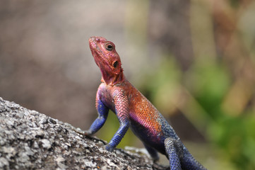 The Mwanza flat-headed rock agama.