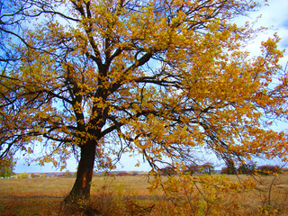 Fototapeta premium Дуб в осеннем одеянии.