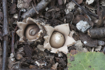 Fringed earthstar (Geastrum fimbriatum)