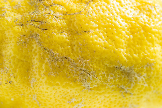 Zitronenschale im Detail mit Schorf und Poren