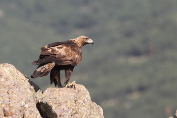 Golden eagle