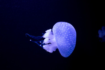 Medusa a nadar no oceano com o seu brilho fluorescente