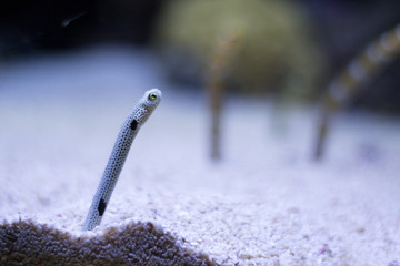 Cobra do mar a furar a areia do fundo do oceano