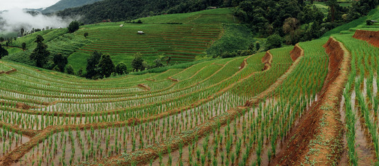 Rice fields on terraced of Mae Cham,Chiang Mai, Thailand. Thailand landscapes.