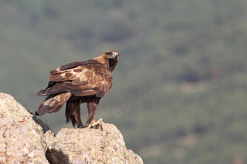 Golden eagle