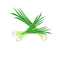 Fresh green onions isolated on a white background. Vector illustration.