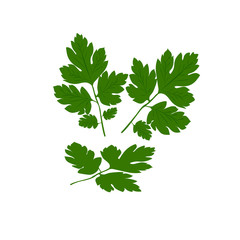 Fresh green parsley isolated on a white background. Vector illustration.