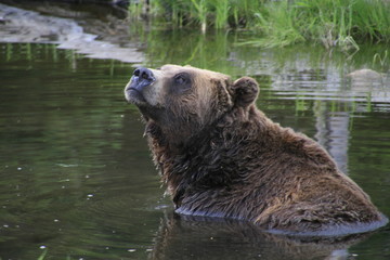 Obraz premium Grissly enjoying a bath in Grouse Mountain