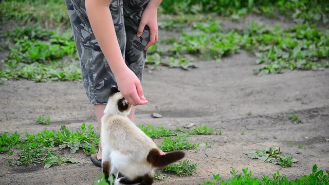 Siamese Cat Rubs Against Teen Boys Legs