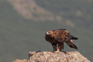 Golden eagle on the rocks
