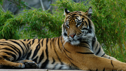 Naklejka na ściany i meble Bengal Tiger