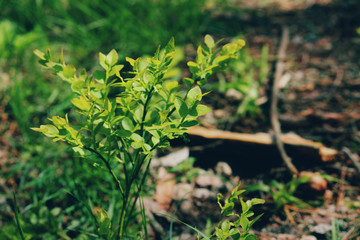 plant
