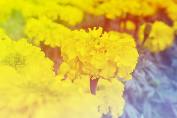 Floral background,Flower background