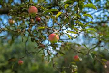 Apfelbaum mit rot-grünen Äpfeln reifen in der Sonne
