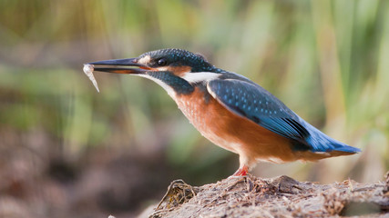 bird