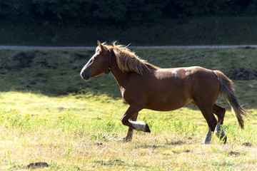 Obraz premium Horse running freely in pasture