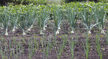 Rows of white onions growing in a vegetable garden .