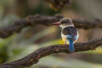 Brown hooded kingfisher