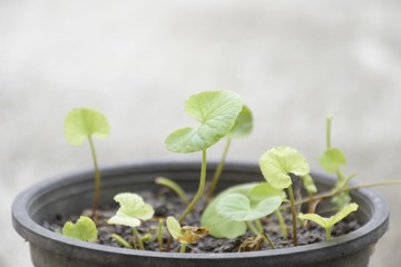 Centella asiatica growing on the pot.