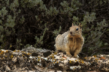 Fototapeta premium Squirrel
