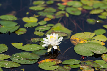 Washington Water Lilly