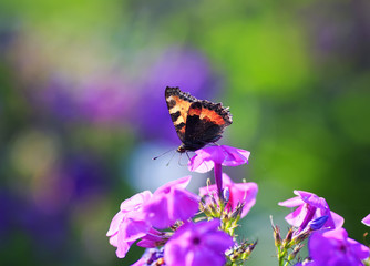 beautiful butterfly gathers nectar from purple flowers on a Sunny summer day