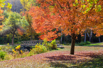 Small Wooden Footbridge in a Park on a Sunny Autumn Day. Beautiful Autumn Colours