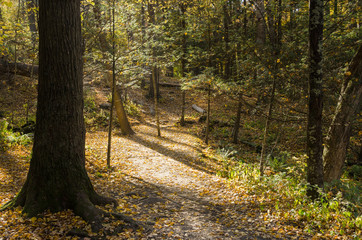 Deserted Forest Path with Sunlight Filtering Thought the Tree Branches