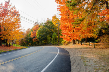 Curve along a Road Lined with Colourful Trees in Autumn. 