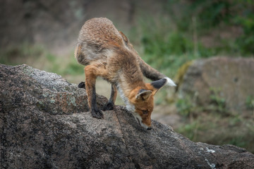 Red fox in the woods(Vulpes vulpes)