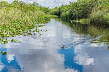 Everglades